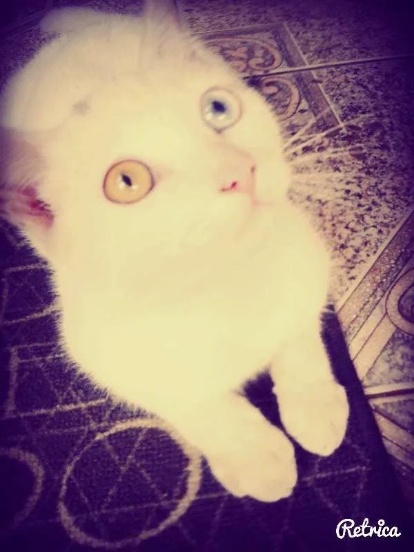 Gato ra a SRD idade 2 a 6 meses nome Recruta
