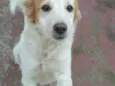 Kodah