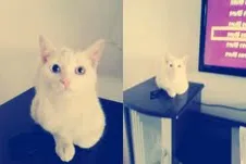 Gato ra a SRD idade 2 a 6 meses nome Recruta
