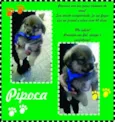 Pitoco, Pipoca e Ma
