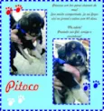 Pitoco, Pipoca e Ma