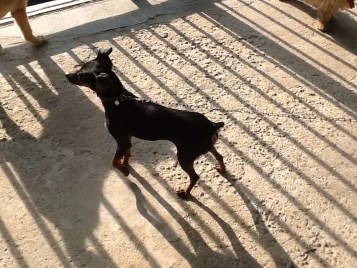 Cachorro ra a Pinscher 2 idade 2 anos nome Parece um Pinscher 
