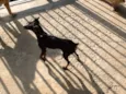 Parece um Pinscher