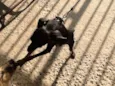 Parece um Pinscher 
