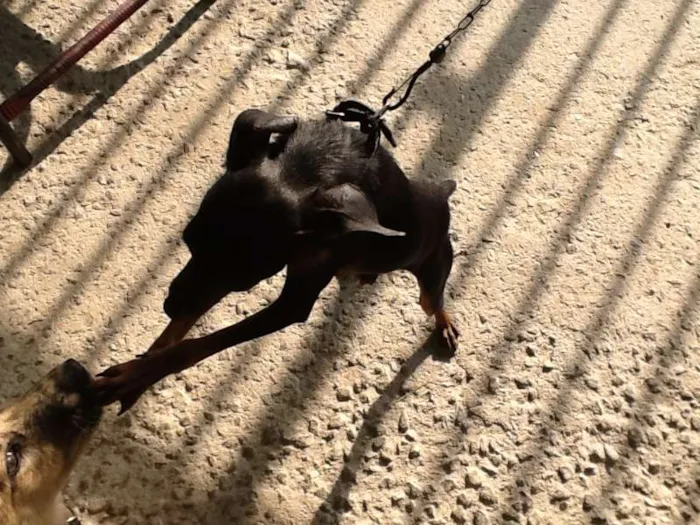 Cachorro ra a Pinscher 2 idade 2 anos nome Parece um Pinscher 