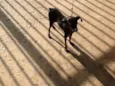 Parece um Pinscher 