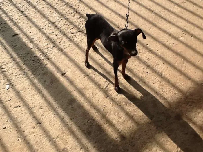 Cachorro ra a Pinscher 2 idade 2 anos nome Parece um Pinscher 