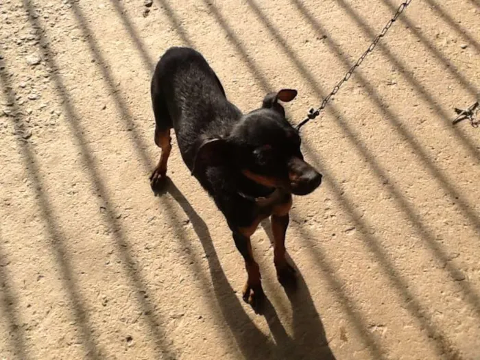 Cachorro ra a Pinscher 2 idade 2 anos nome Parece um Pinscher 