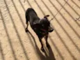 Parece um Pinscher