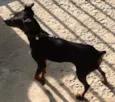 Parece um Pinscher 