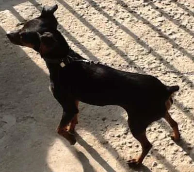 Cachorro ra a Pinscher 2 idade 2 anos nome Parece um Pinscher 