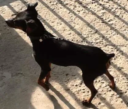 Cachorro ra a Pinscher 2 idade 2 anos nome Parece um Pinscher 
