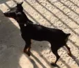 Parece um Pinscher