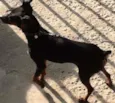 Parece um Pinscher