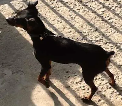 Cachorro ra a Pinscher 2 idade 2 anos nome Parece um Pinscher 