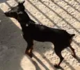 Parece um Pinscher