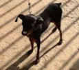 Parece um Pinscher 