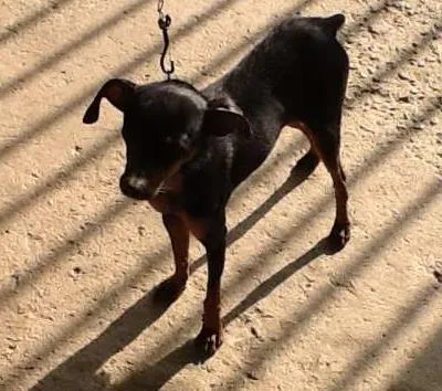 Cachorro ra a Pinscher 2 idade 2 anos nome Parece um Pinscher 