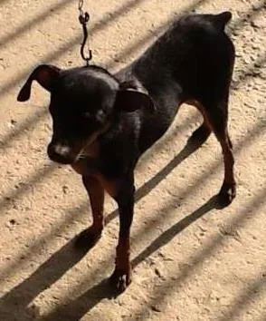 Cachorro ra a Pinscher 2 idade 2 anos nome Parece um Pinscher 