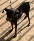 Parece um Pinscher