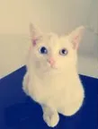 Gato raça SRD idade 2 a 6 meses nome Recruta