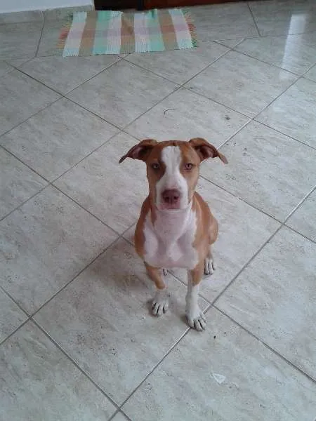 Cachorro raça Pit-Bull idade 1 ano nome Pandora GRATIFICA