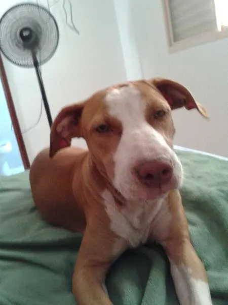 Cachorro raça Pit-Bull idade 1 ano nome Pandora GRATIFICA