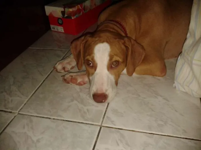 Cachorro raça Pit-Bull idade 1 ano nome Pandora GRATIFICA