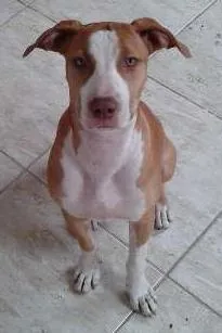 Cachorro raça Pit-Bull idade 1 ano nome Pandora GRATIFICA
