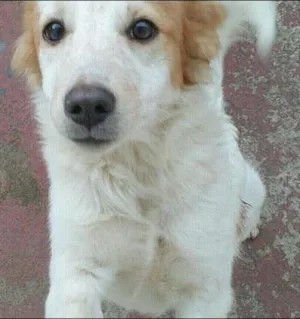 Cachorro raça SRD idade 2 a 6 meses nome Kodah