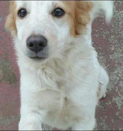 Cachorro ra a SRD idade 2 a 6 meses nome Kodah