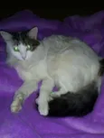Kiara