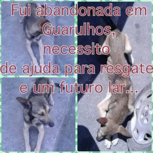 Cachorro raça Indefinida  idade 6 ou mais anos nome Farelo
