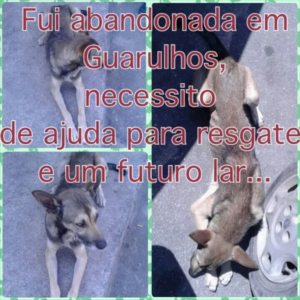 Cachorro ra a Indefinida  idade 6 ou mais anos nome Farelo