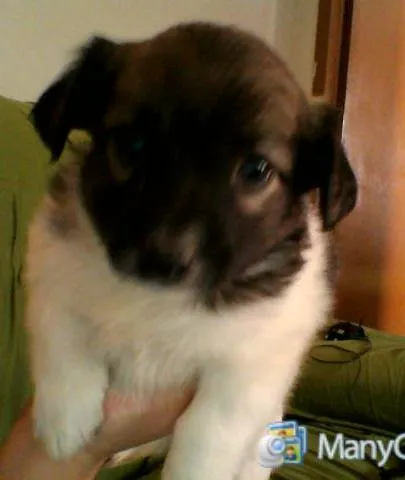 Cachorro ra a  idade Abaixo de 2 meses nome filhote