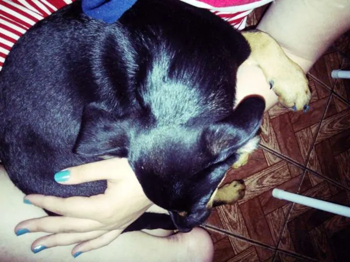 Cachorro ra a Vira-Lata idade 3 anos nome Thor