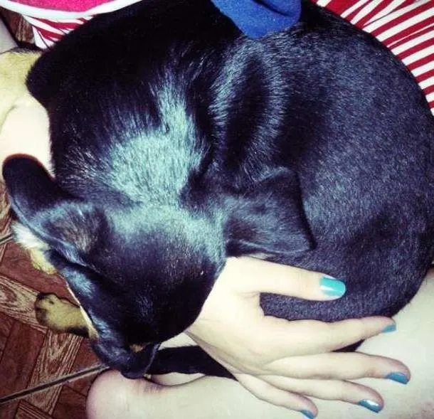 Cachorro ra a Vira-Lata idade 3 anos nome Thor