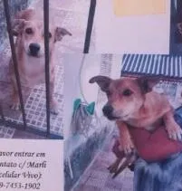 Cachorro ra a Indefinida  idade 1 ano nome Caramelo 
