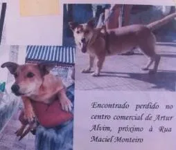 Cachorro ra a Indefinida  idade 1 ano nome Caramelo 