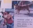 Caramelo