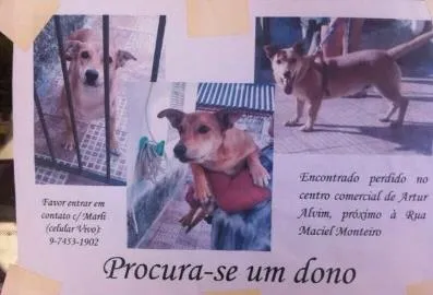 Cachorro ra a Indefinida  idade 1 ano nome Caramelo 