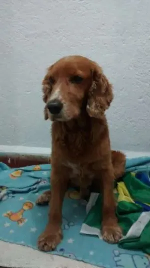 Cachorro raça Cocker idade 4 anos nome Boby