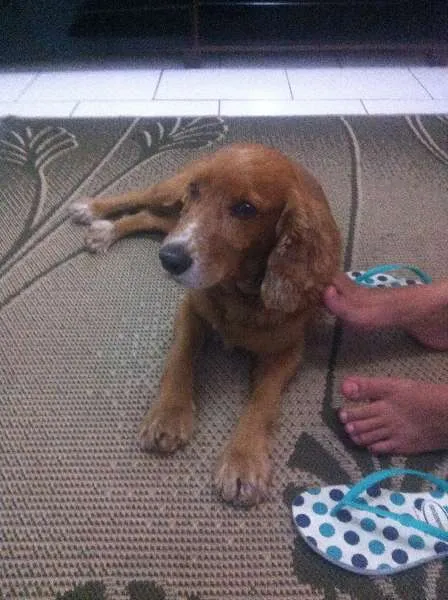 Cachorro ra a Cocker idade 4 anos nome Boby