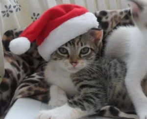 Gato raça SRD idade 2 a 6 meses nome GIGI