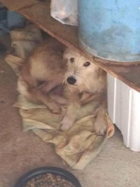 Cachorro ra a vira lata idade 2 anos nome Natacha