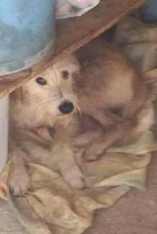 Cachorro ra a vira lata idade 2 anos nome Natacha