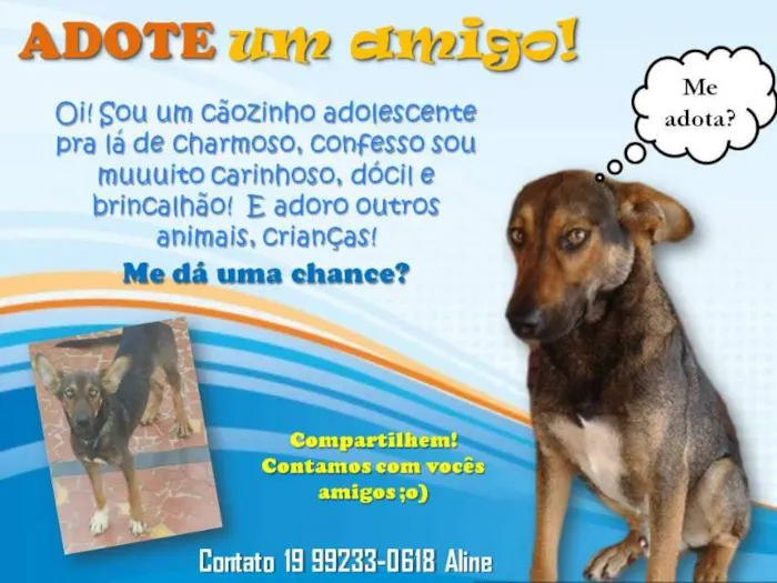 Cachorro ra a SRD idade 1 ano nome Elvis
