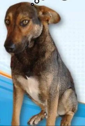Cachorro raça SRD idade 1 ano nome Elvis
