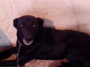 Cachorro raça Vira Lata idade 3 anos nome Bolota