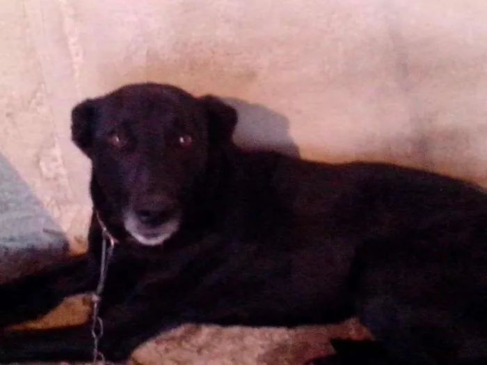 Cachorro ra a Vira Lata idade 3 anos nome Bolota